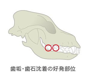 歯垢・色素沈着の好発部位