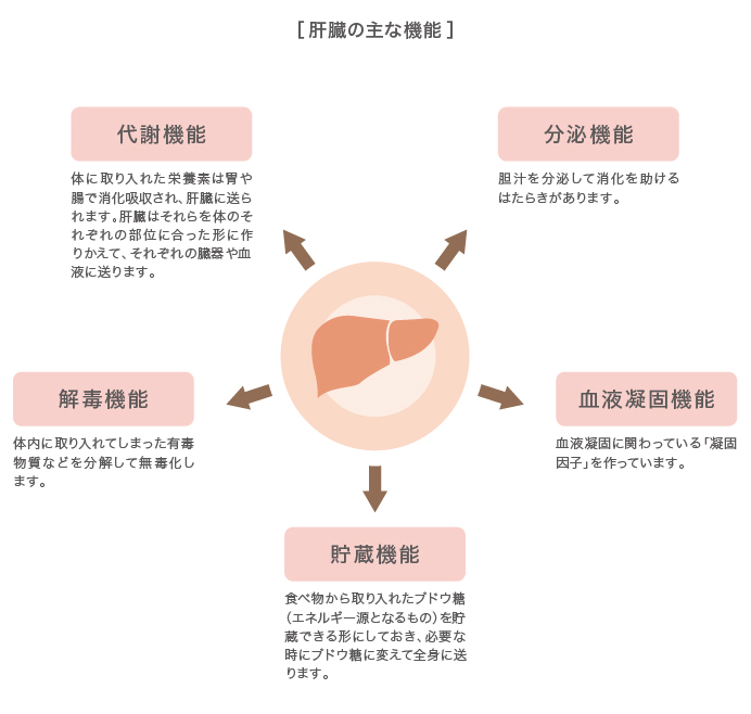 肝臓の主な機能