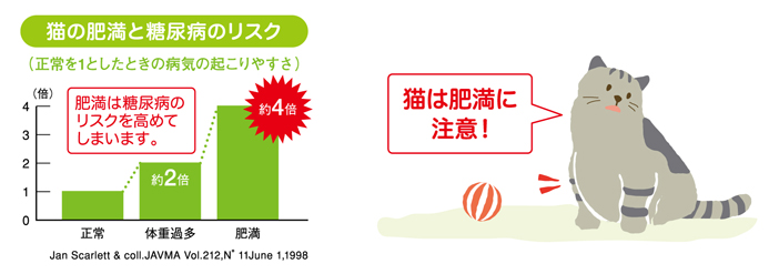 猫の肥満と糖尿病